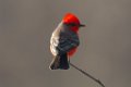 Vermillion Flycatcher